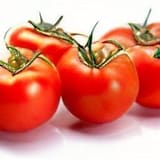 Locally Grown Red Cluster Tomatoes on Vine