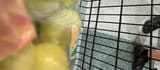 Air Chief AUTUMNCRISP Green Seedless Table Grapes