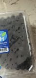 Berry Fresh Blueberries